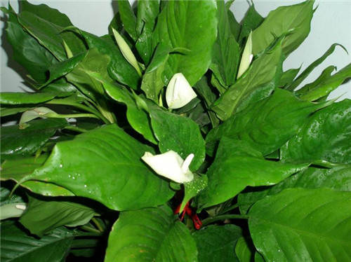 万年青开花好吗 万年青开花代表什么