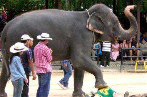 2名游客近距拍大象被踩死  是大象太凶残还是自己太作呢?