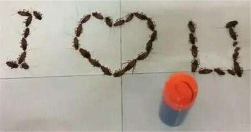 男子用蟑螂告白遭拒  38只小强摆成“I love U”遭女主秒拒！