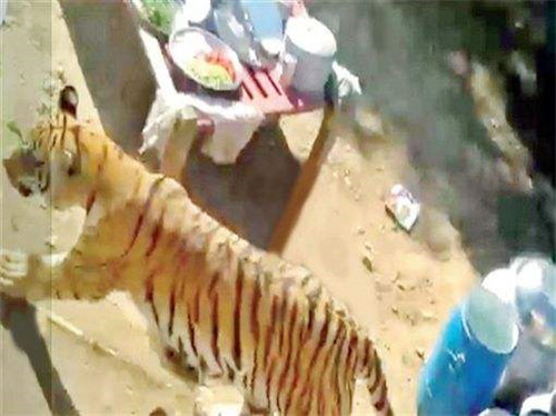 老虎闯入婚礼现场来回走荡  吓得新人和来宾四处躲藏！