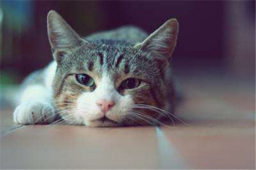 男子被猫抓伤死亡  医生诊断为狂犬病，死亡率100%