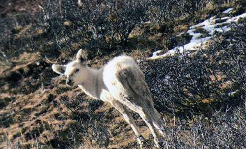 我国首现白色马鹿意味着什么   “祥瑞”问世能造福百姓？