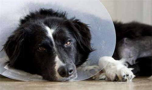 请假陪病狗被扣薪  女子不服怒告单位要工资