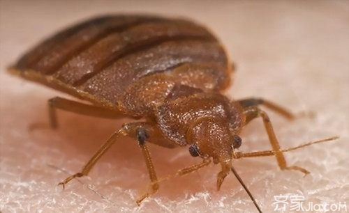 【家居生活必备】臭虫怕什么  别怪我没告诉你！