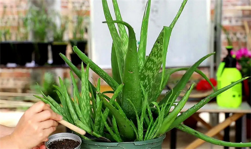 刚装修好的房子里放什么吸收甲醛