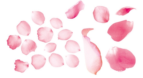 玫瑰花瓣的用途  既然有如此功效