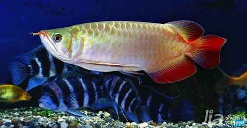 龙吐珠鱼是什么鱼种 龙吐珠鱼价格
