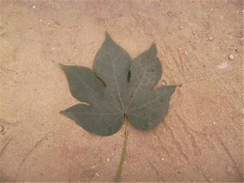 梧桐树的叶子像什么 梧桐树怎么分辨