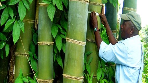 竹子的用途有哪些 竹子的五大使用用途