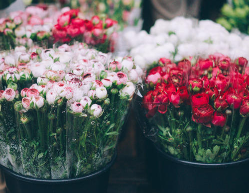 18朵玫瑰代表什么意思 18朵粉玫瑰花语是什么意思