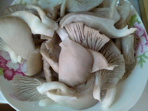 凤尾菇的做法大全 凤尾菇怎么做好吃