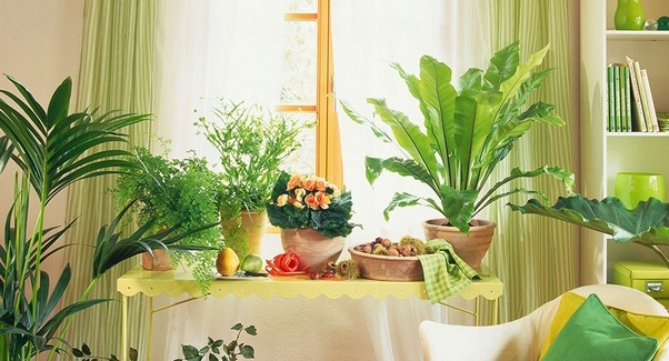 浅绿色配什么颜色好看 家居绿色搭配小技巧