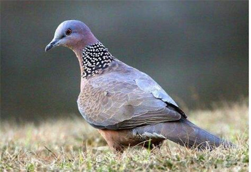 斑鸠的营养价值  野生斑鸠的营养价值