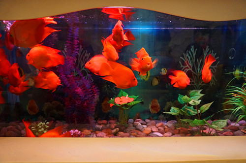 红鹦鹉鱼价格是多少 怎样饲养红鹦鹉鱼