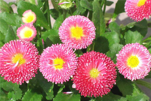 十一月开什么花   11月常见花卉有哪些