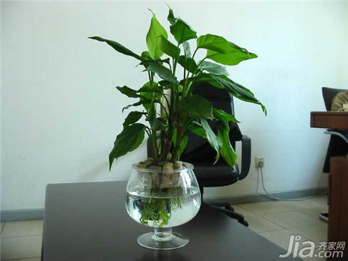 万年青怎么养？万年青的养殖方法和注意事项