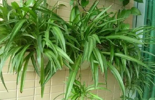 吸甲醛最快最有效的植物