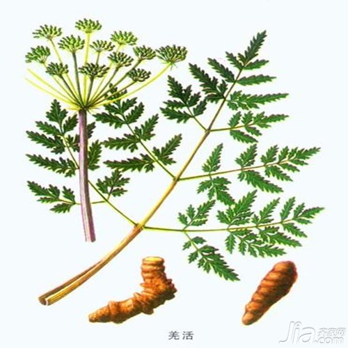 羌活的功效与作用以及食用方法