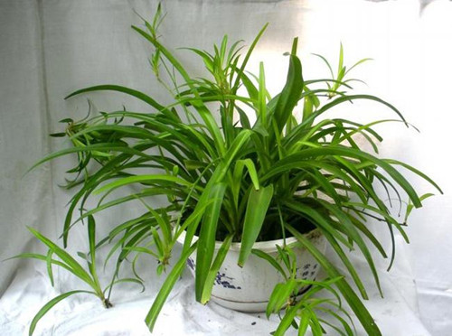 新房装修后放什么植物好 推荐6种最适合去除甲醛的植物