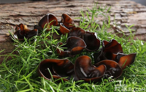 带你真正了解野生木耳和人工木耳的区别