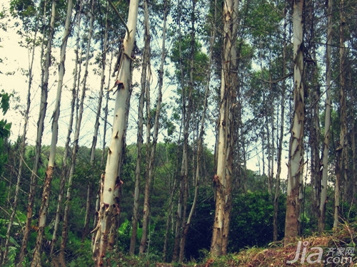 桉树有哪些用途 桉树用途介绍