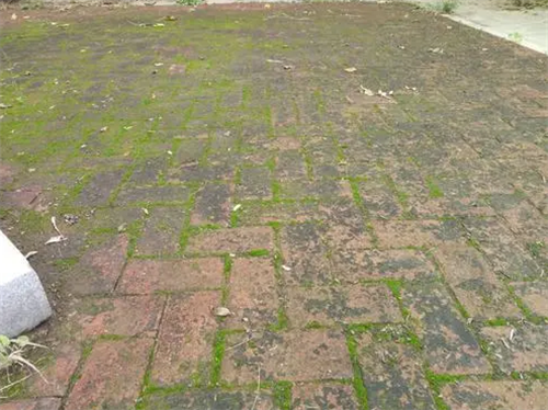 红砖上的青苔怎么去除