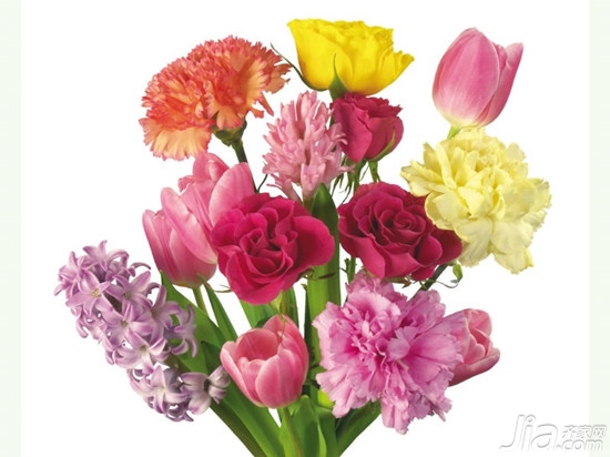 盆栽康乃馨怎么养