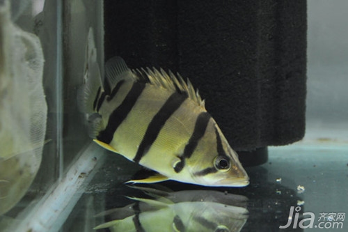 虎皮鱼吃什么 虎皮鱼怎么养