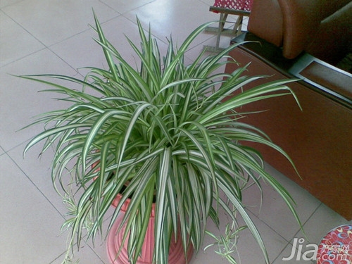 吊兰的养殖方法和注意事项