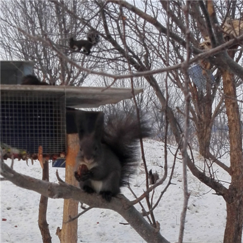 松鼠养殖方法 注意五点轻松养活松鼠