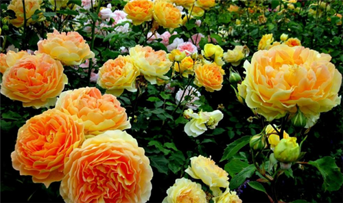 洛阳的市花是什么  洛阳的市花有哪些形态特征