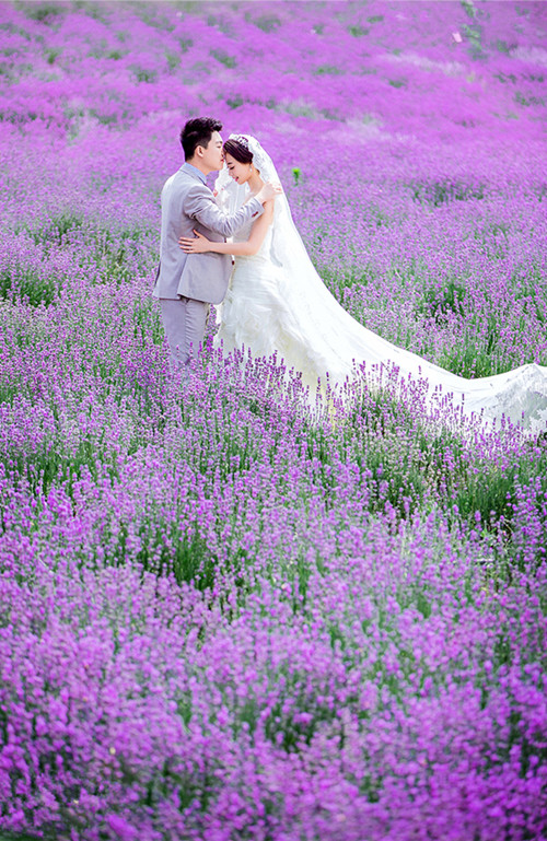 薰衣草婚纱照图片欣赏 花海婚纱照花期大盘点