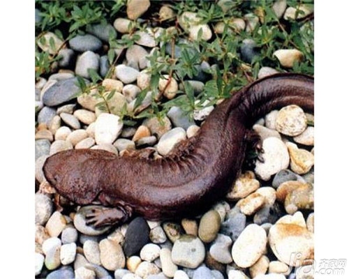 娃娃鱼怎么养？娃娃鱼养殖技术