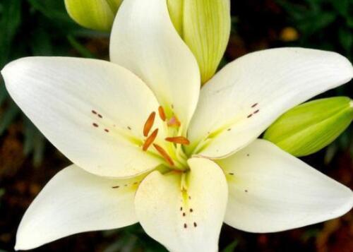 百合花送几朵代表什么意思 百合花送女朋友合适吗