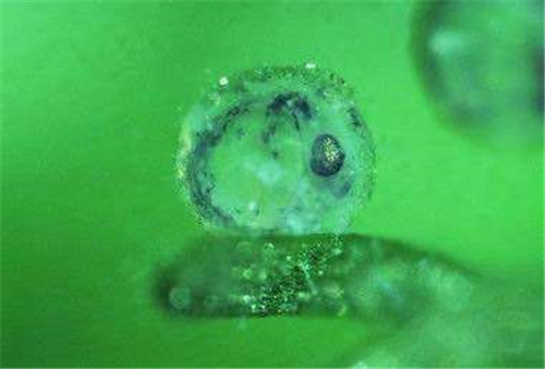 金鱼的卵什么颜色的才能孵化 如何照顾好金鱼宝宝