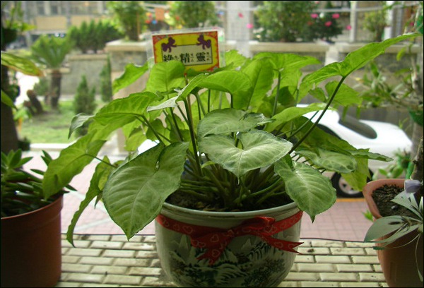 白蝴蝶有毒吗 白蝴蝶该如何养护