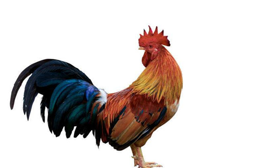 鸡狗属相结婚的后果 鸡狗属相不合怎么破解