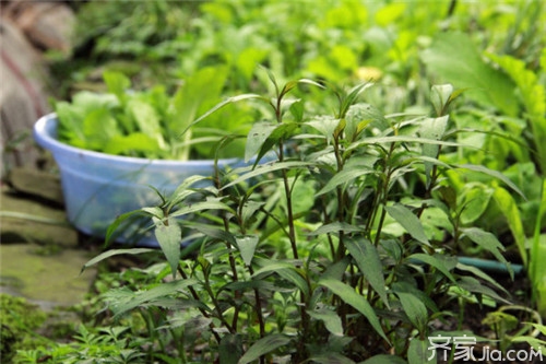 鱼香草种植方法  鱼香草的功效