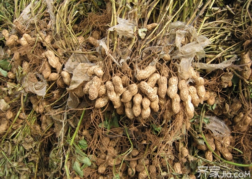 花生秧的功效与作用   花生秧喂兔的注意事项