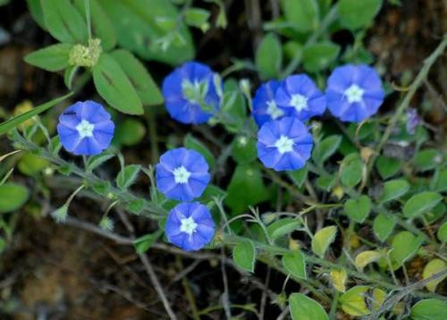 土丁桂是什么 土丁桂如何食用