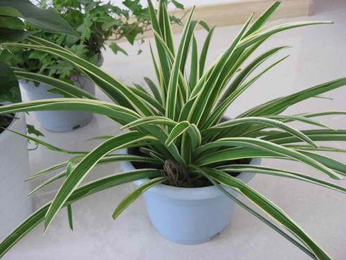 新装修的房子放什么植物好 新房装修注意事项有哪些