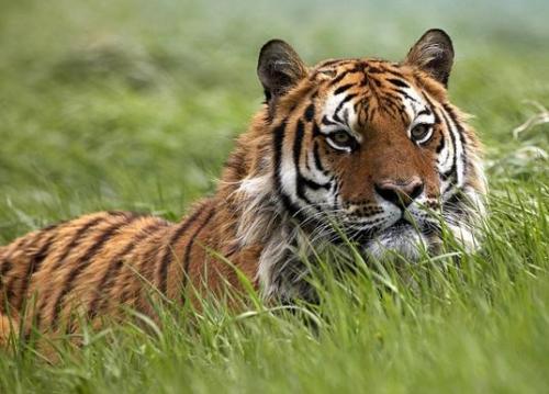 86年属什么生肖 86年男性的属相婚配表