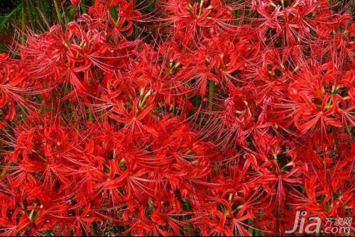 彼岸花的花语 关于彼岸花的图片欣赏