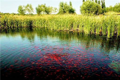 鱼塘设计要求及参考标准 该怎样管理鱼塘看这六点