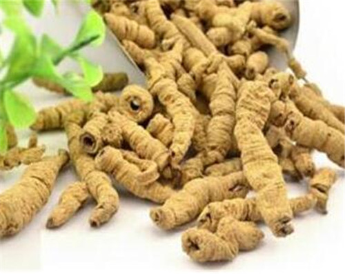 巴戟天的副作用 巴戟天用药需慎重