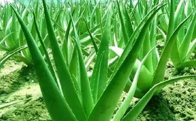 新装修的房子放什么植物好？