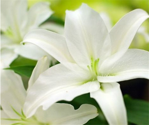 象征友谊的花  6大友谊之花盘点