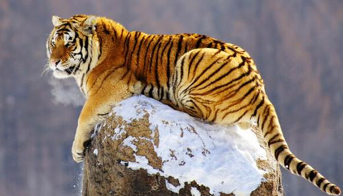 属虎人的婚姻与命运  为什么属虎的女人不好