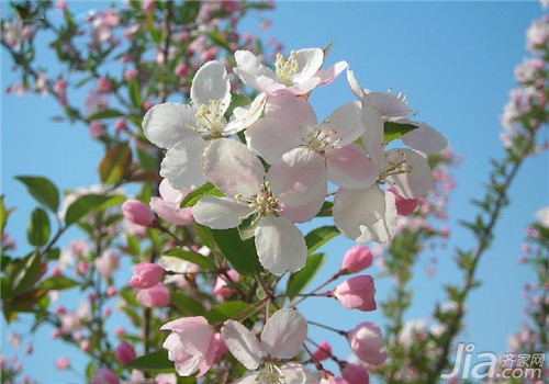 西府海棠全面解析 西府海棠图片欣赏