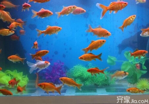 养鱼可挡煞 养“风水鱼”的6个风水禁忌
